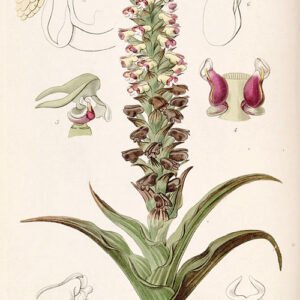 Corycium orobanchoides orchidee met levendige paarse bloemtrossen in close-up.