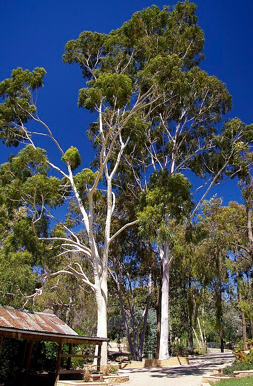 Corymbia citriodora boom met geurige bladeren en witte bloemen.
