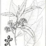 Bloeiende witte bloemen op Corymbia maculata boom tegen heldere lucht.