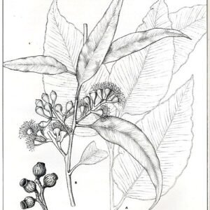 Bloeiende witte bloemen op Corymbia maculata boom tegen heldere lucht.