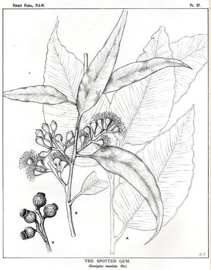 Bloeiende witte bloemen op Corymbia maculata boom tegen heldere lucht.