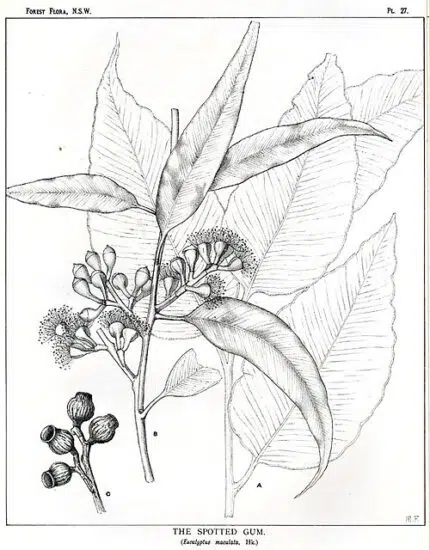 Bloeiende witte bloemen op Corymbia maculata boom tegen heldere lucht.