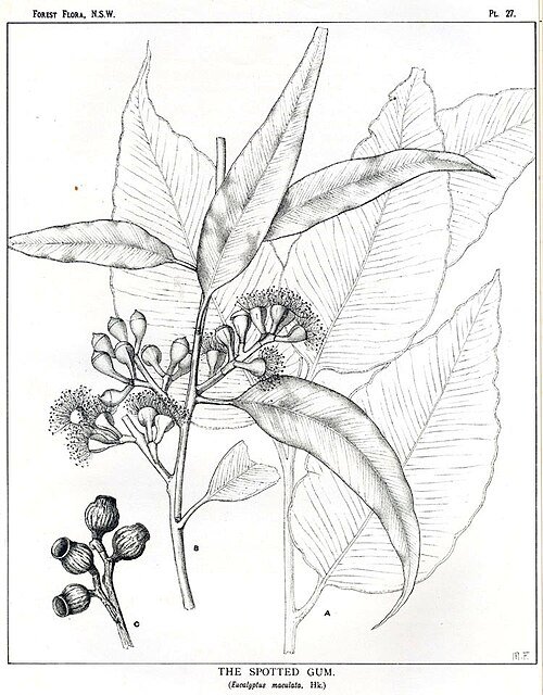 Bloeiende witte bloemen op Corymbia maculata boom tegen heldere lucht.