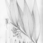 Gele Corymborkis bloem op kleigrond, gedetailleerde bloemblaadjes en groen blad.