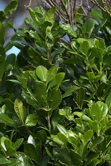 Bladeren van Corynocarpus laevigatus in schaduw.