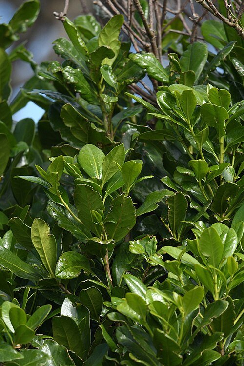 Bladeren van Corynocarpus laevigatus in schaduw.