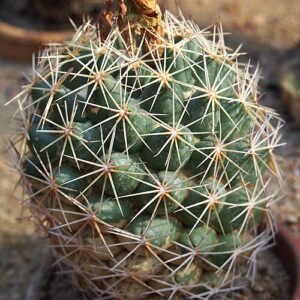 Bloeiende Coryphantha cornifera cactus met gele bloemen tegen woestijnachtergrond.