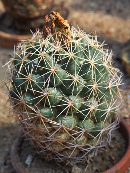 Bloeiende Coryphantha cornifera cactus met gele bloemen tegen woestijnachtergrond.