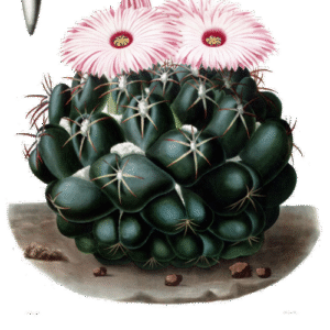 Coryphantha elephantidens cactus met gele bloem op stenige achtergrond.