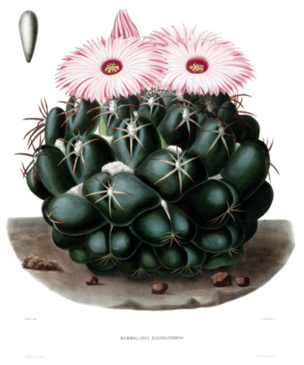 Coryphantha elephantidens cactus met gele bloem op stenige achtergrond.
