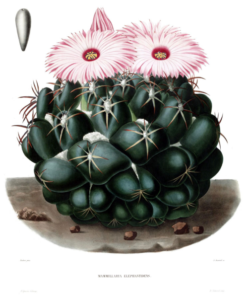 Coryphantha elephantidens cactus met gele bloem op stenige achtergrond.
