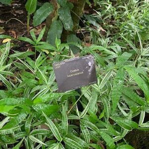 Costus lucanusianus plant in Royal Botanic Gardens Kew.