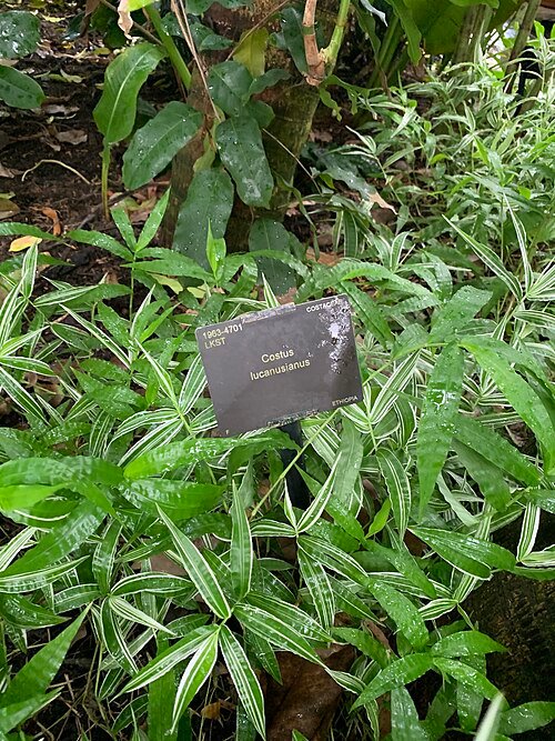 Costus lucanusianus plant in Royal Botanic Gardens Kew.