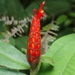 Costus pulverulentus plant met groene bladeren en rode bloemen.