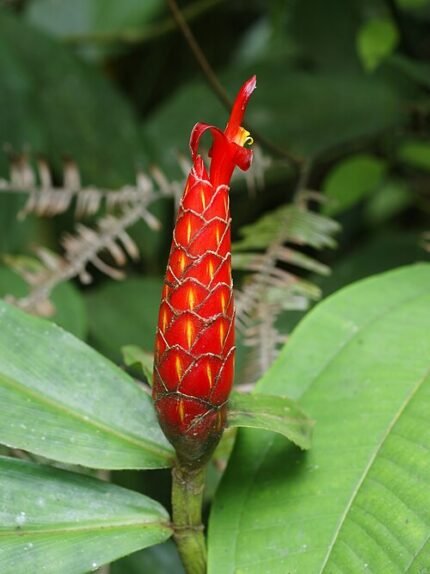 Costus pulverulentus plant met groene bladeren en rode bloemen.