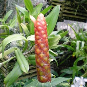 Kostus spicatus plant met groene bladeren en rode bloemen.
