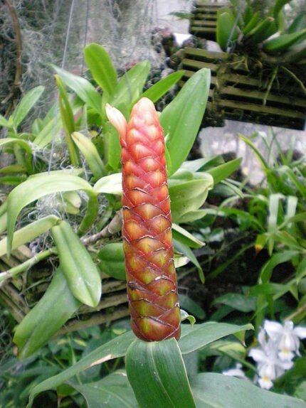 Kostus spicatus plant met groene bladeren en rode bloemen.