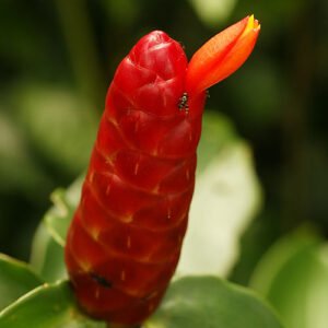 Bloem van de Costus woodsonii plant in volle bloei.