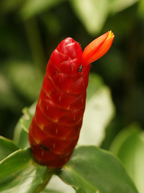 Bloem van de Costus woodsonii plant in volle bloei.