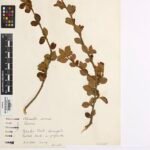 Cotoneaster simonsii plant met rode bessen en grijze schors.
