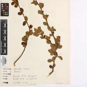 Cotoneaster simonsii plant met rode bessen en grijze schors.