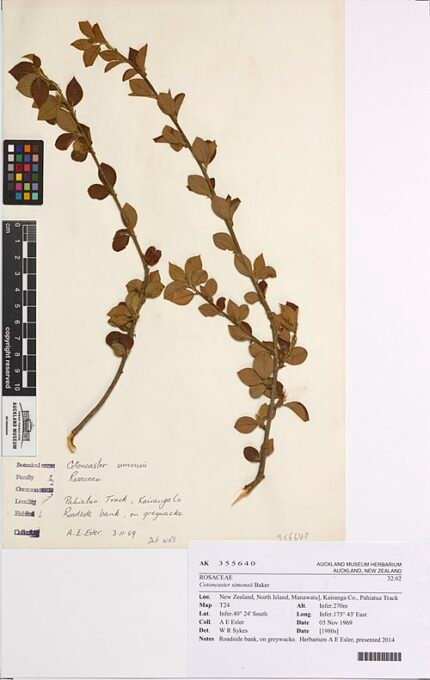 Cotoneaster simonsii plant met rode bessen en grijze schors.