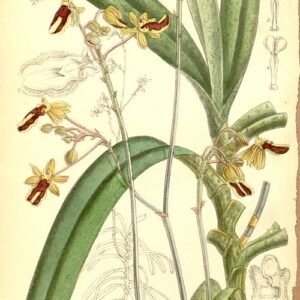 Witte bloemen van Cottonia plant met lange stelen en groene bladeren.