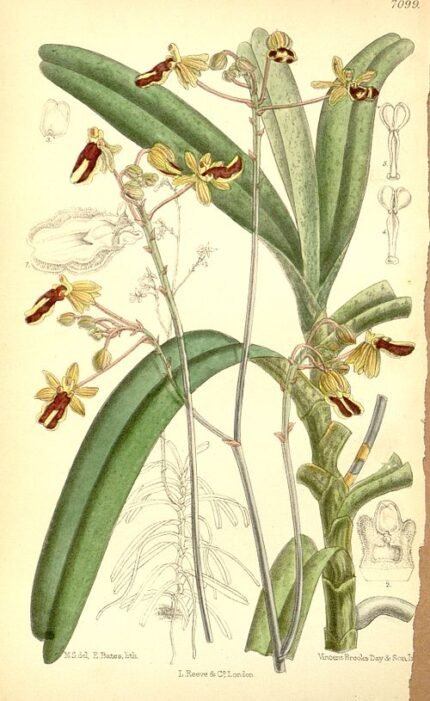 Witte bloemen van Cottonia plant met lange stelen en groene bladeren.