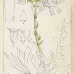 Succulente plant Dudleya caespitosa met rozetten van vlezige groene bladeren in natuurlijke rotsachtige habitat.