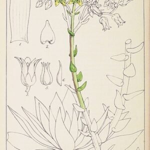 Succulente plant Dudleya caespitosa met rozetten van vlezige groene bladeren in natuurlijke rotsachtige habitat.