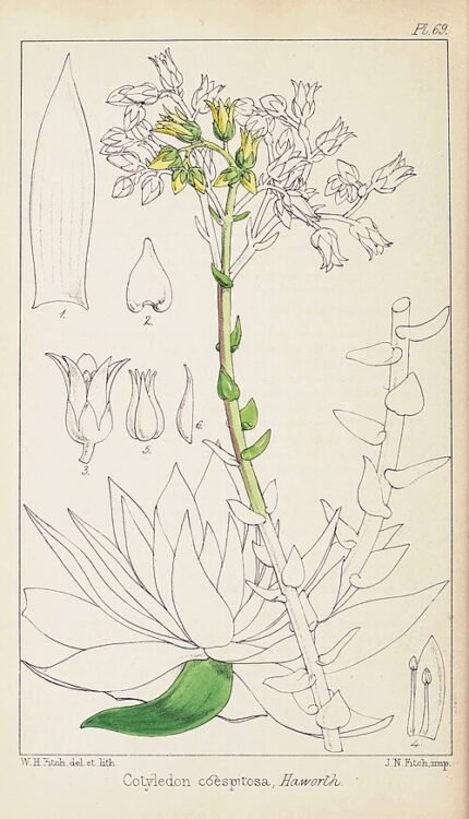 Succulente plant Dudleya caespitosa met rozetten van vlezige groene bladeren in natuurlijke rotsachtige habitat.