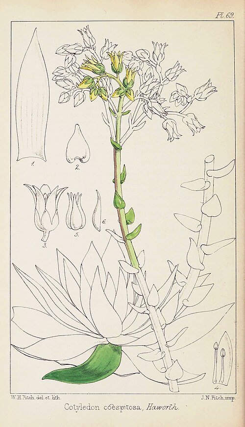 Succulente plant Dudleya caespitosa met rozetten van vlezige groene bladeren in natuurlijke rotsachtige habitat.