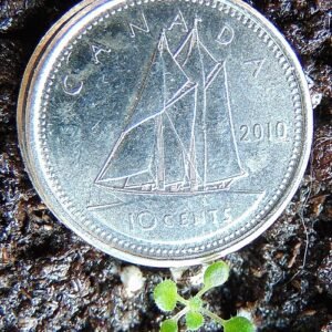 Petrocosmea forrestii plant with equal-sized cotyledons in pot.