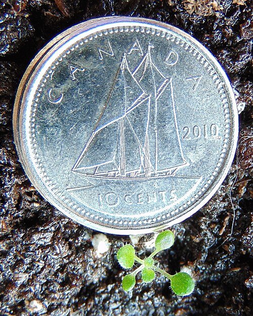 Petrocosmea forrestii plant with equal-sized cotyledons in pot.