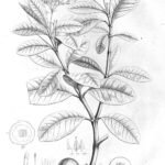 Couma utilis plant met groene bladeren en stam.