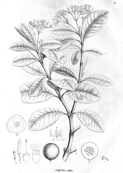 Couma utilis plant met groene bladeren en stam.