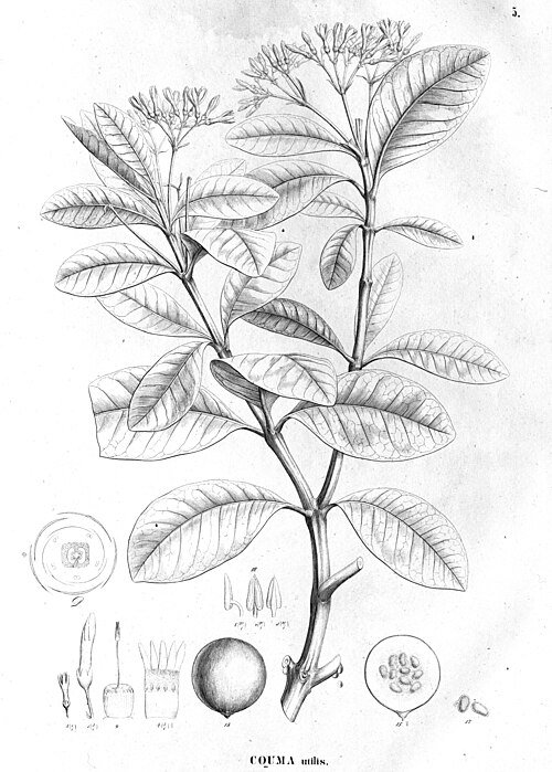 Couma utilis plant met groene bladeren en stam.