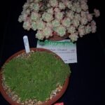 Sedum humifusum plant met kleine sappige groene bladeren, groeiend in een pot bij een cactusshow.