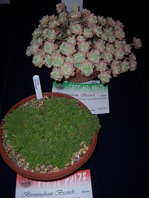 Sedum humifusum plant met kleine sappige groene bladeren, groeiend in een pot bij een cactusshow.