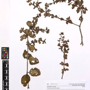 Crassula sarmentosa plant with green succulent leaves in a pot.