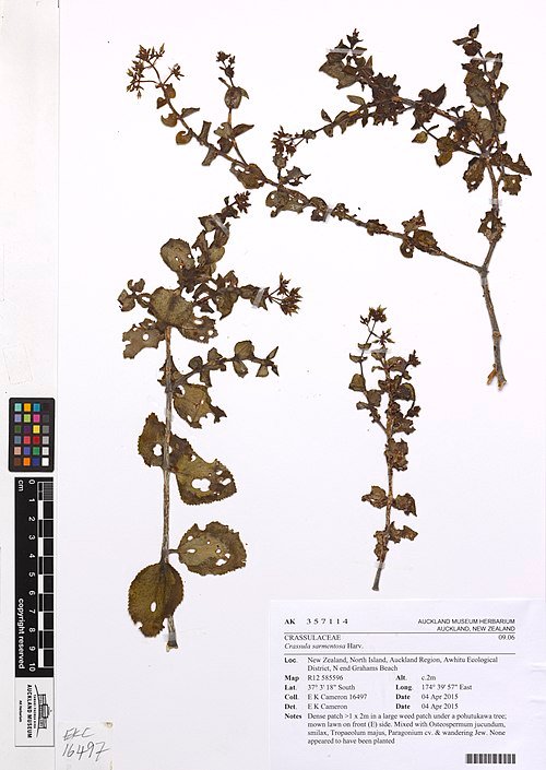 Crassula sarmentosa plant with green succulent leaves in a pot.