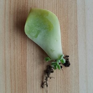 Detail van Crassulaceae aseksuele voortplanting door bladvermeerdering.