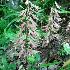 Close-up van witte en paarse Cremastra appendiculata orchidee bloem.
