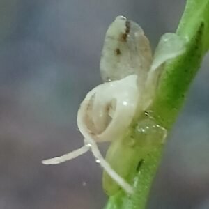 Close-up van bloeiende Crepidium plant met groene bladeren en paarse bloemen.