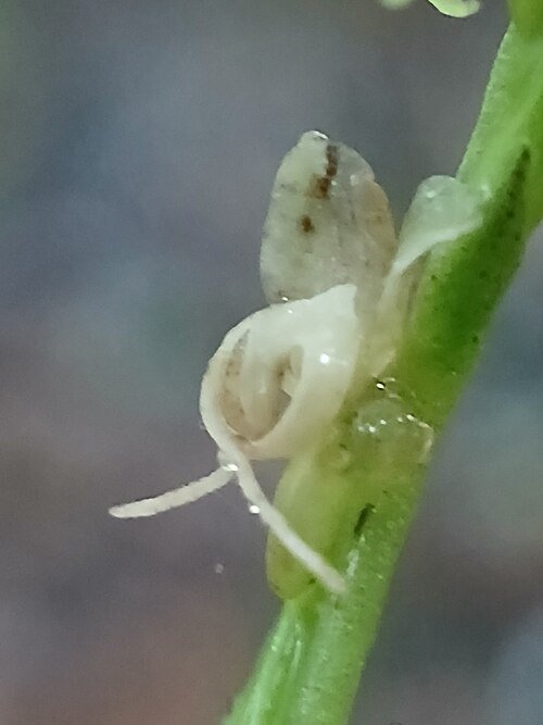 Close-up van bloeiende Crepidium plant met groene bladeren en paarse bloemen.