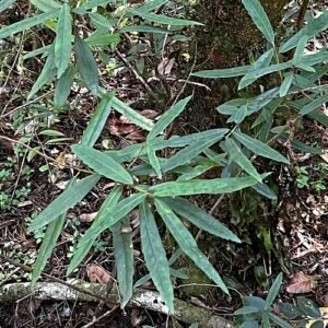 Crinodendron hookerianum bloemen in Llanquihue, Chili.