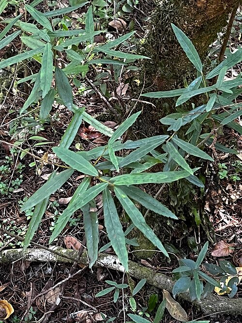 Crinodendron hookerianum bloemen in Llanquihue, Chili.