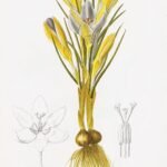 Paarse en witte Crocus biflorus bloemen tegen groen blad.