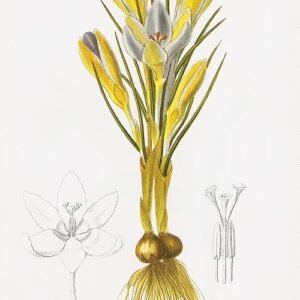 Paarse en witte Crocus biflorus bloemen tegen groen blad.