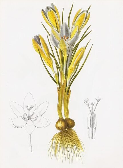Paarse en witte Crocus biflorus bloemen tegen groen blad.